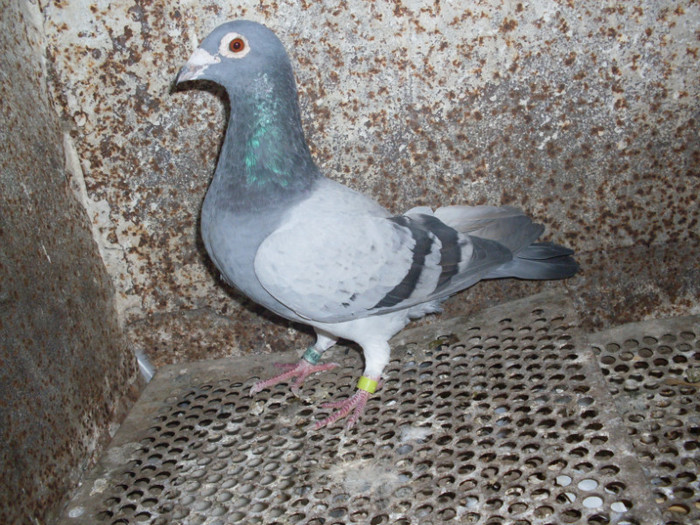 MASCUL 2003 cehia CZ