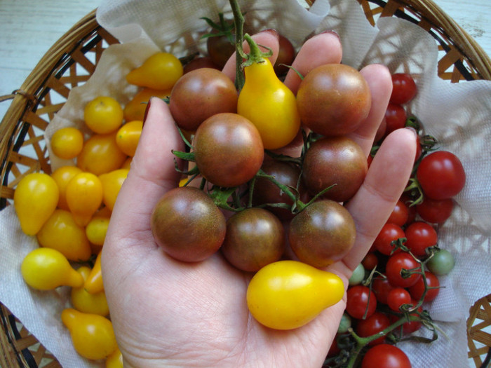 DSC02891 - fructe-legume 2011