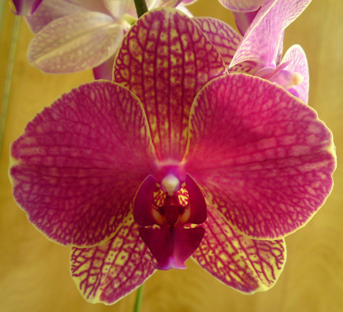  - Orhidee phalaenopsis