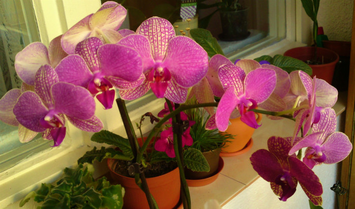  - Orhidee phalaenopsis