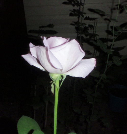 12.09.2011 - flori frumoase