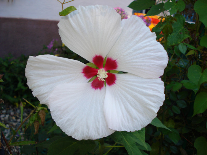 DSC02785 - Hibiscus moscheutos