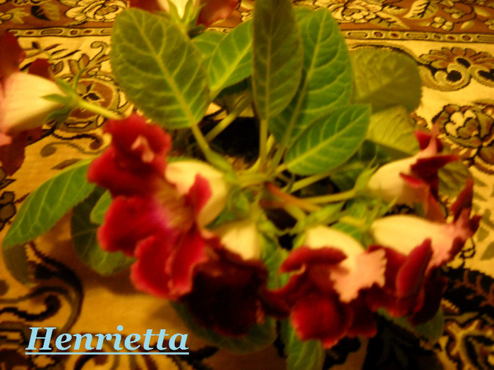 aprilie 2011:nR 4 - 1GLOXINIA-2011