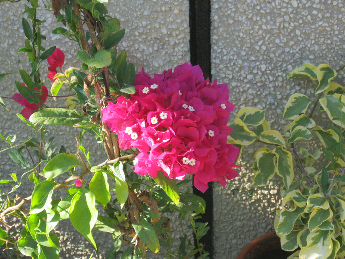 Picture 007 - FLORILE  ANULUI  2011