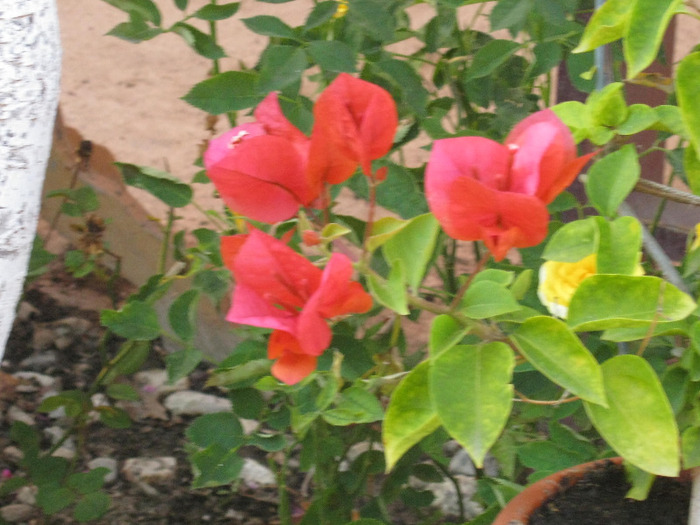 Picture 043 - FLORILE  ANULUI  2011