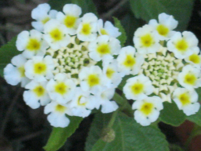 Picture 046 - FLORILE  ANULUI  2011