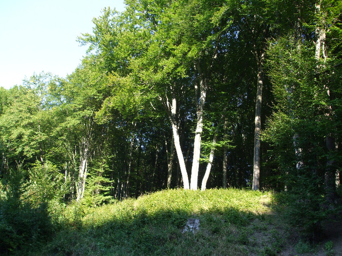 DSCF8889