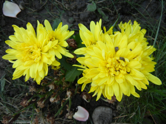 Yellow Chrysanthemum (2011, Sep.13) - Yellow Chrysanthemum