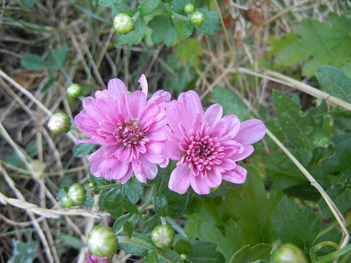 Pink Chrysanthemum (2011, Sep.13)