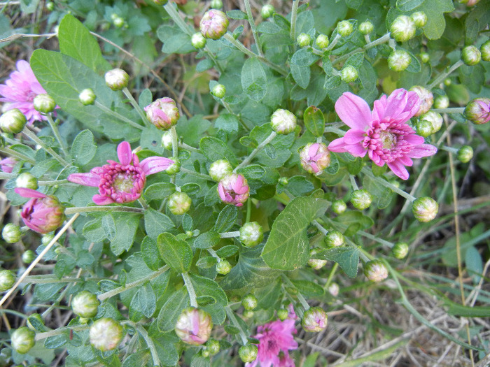 Pink Chrysanthemum (2011, Sep.13)