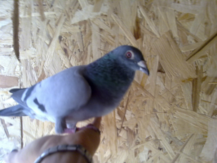 "un porumbel foarte simpatic" - Lot Zbor 2011-2012