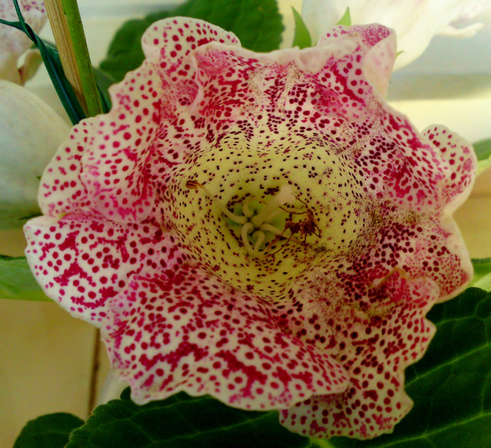 Dotted Red - Gloxinia