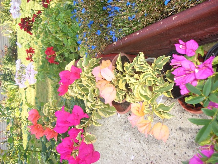 bougainvillea