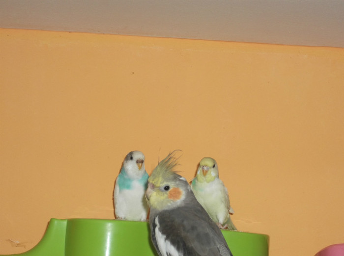 trio - papagali