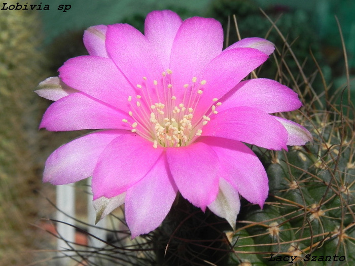 Lobivia sp - cactusi 2011