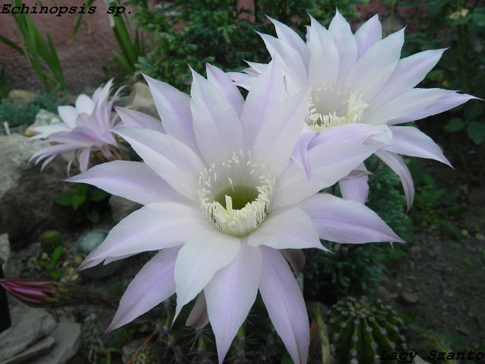 Echinopsis sp.