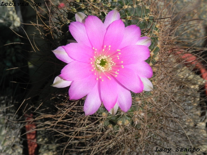 Lobivia sp. - cactusi 2011