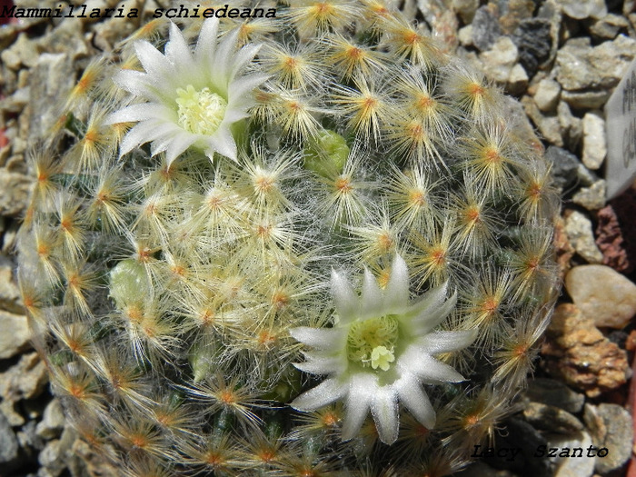 Mammillaria schiedeana - cactusi 2011