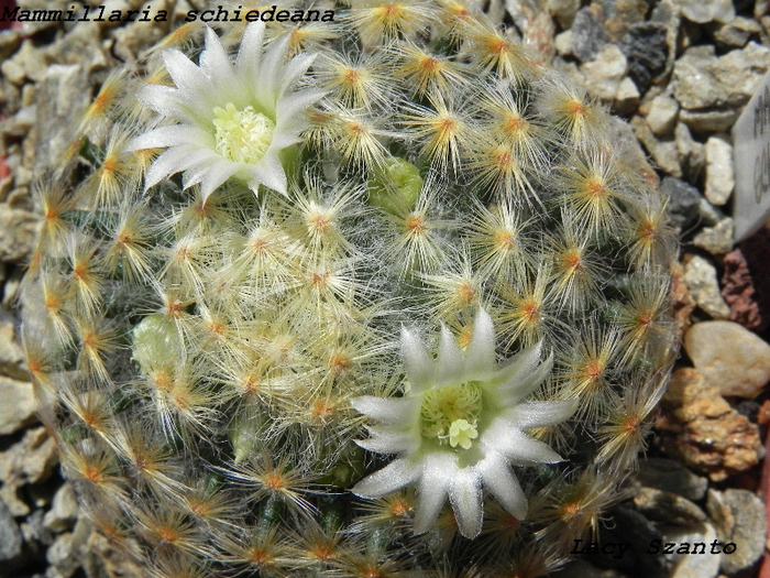 Mammillaria schiedeana