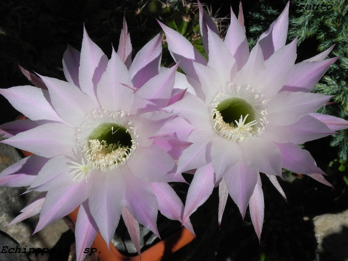 Echinopsis sp. - cactusi 2011