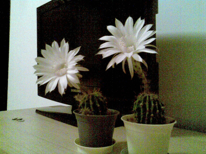 14.09.2011 seara - 0015 CACTUSI