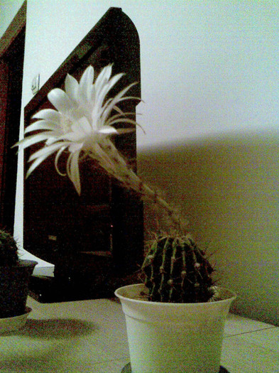 seara 14.09.2011 - 0015 CACTUSI