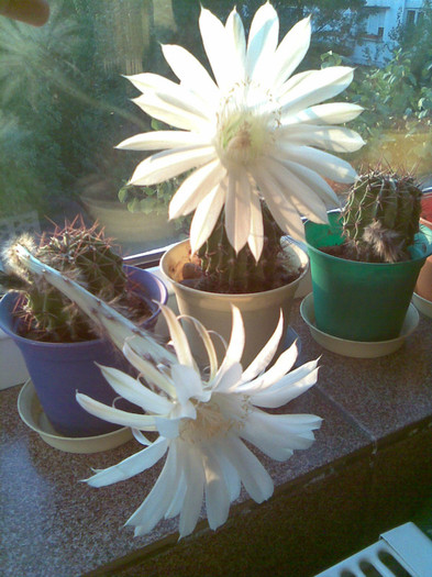 ora 7AM / 15.09.2011 - 0015 CACTUSI