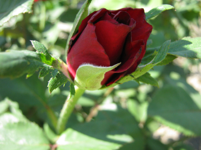 IMG_1628 - 2011 trandafiri