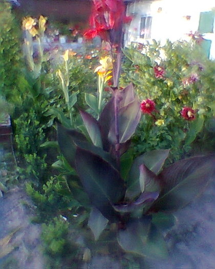 Fotogr.0342 - 03 flori in gradina mea