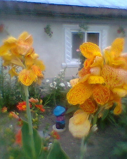 Fotogr.0331 - 03 flori in gradina mea
