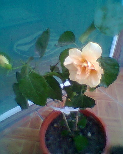 Fotogr.0377 - HIBISCUS