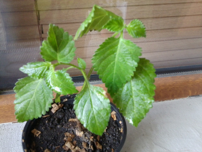 lantana-mov - flori de interior