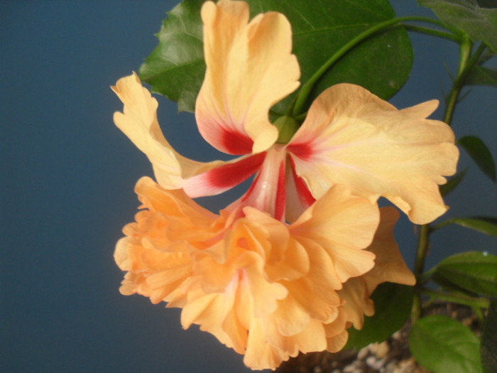 SDC16132 - HIBISCUS EL CAPITOLIO  ORANGE  SPORT