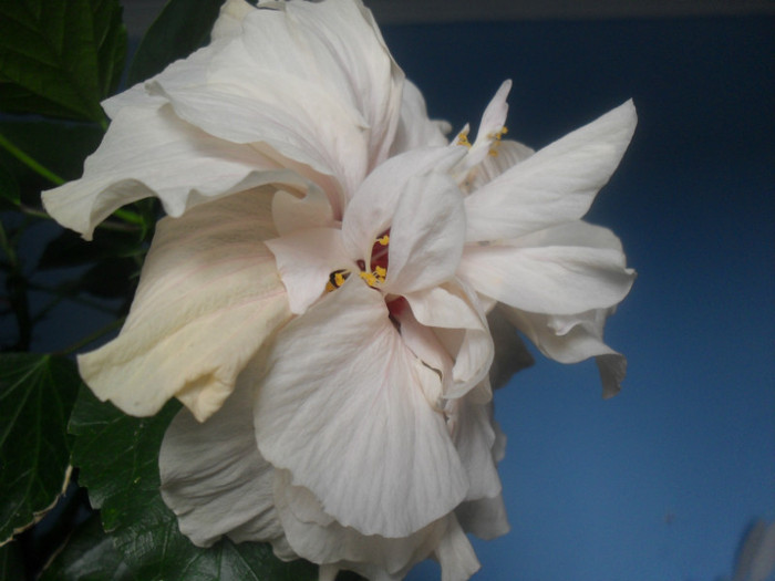 SDC16108 - HIBISCUS Classic White 2011-2012 pierdut