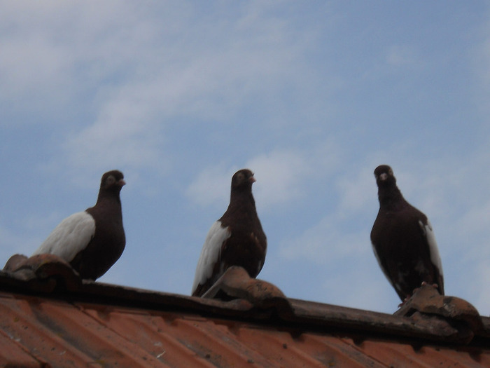  - OGLINDATI DE BUDAPESTA