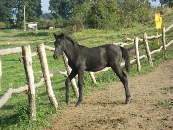 ARMASAR LIPITAN