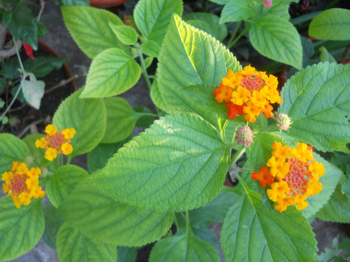 lantana Florentina - A14 primite la schimb 2011-2012-2013