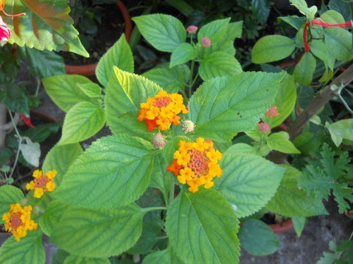 lantana Florentina