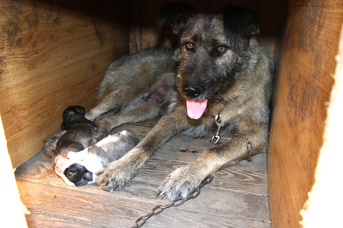 Mama fericita - Foto-studiu