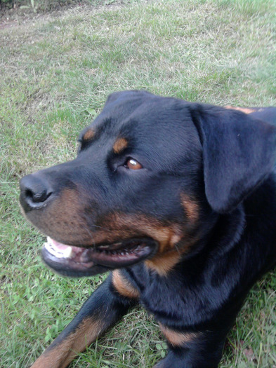 011 - ROTTWEILERU MEU