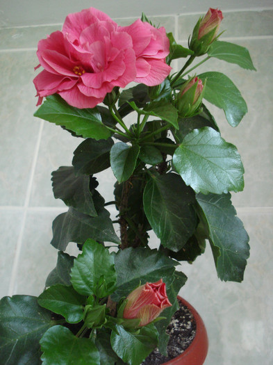 Classic Rosa - HIBISCUS 2011