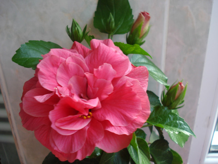 Classic Rosa - HIBISCUS 2011