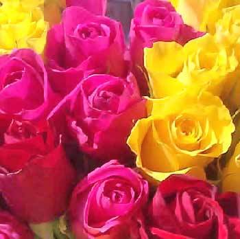 assorted-roses.jpg.pagespeed.ce.3XzvDtBIzX