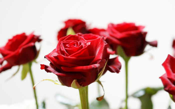 long_stem_red_roses-wide