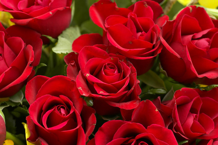 red-roses-bouquet-dsc01457.45121006 - O mica atentie pentru MYRE