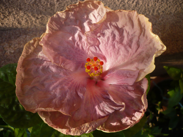 Heart desire - HIBISCUSI 2011-2