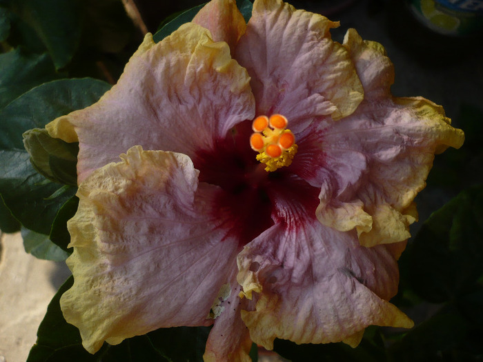 Bolero - HIBISCUSI 2011-2