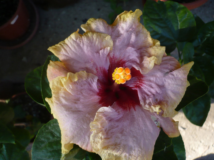 Bolero - HIBISCUSI 2011-2