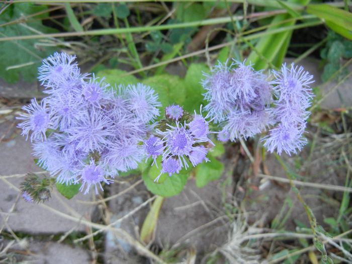 Ageratum houstonianum (2011, Sep.13)