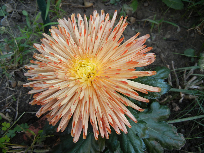 Orange Chrysanthemum (2011, Sep.13)